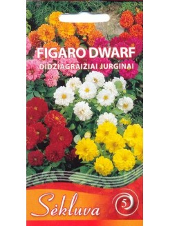 Jurginai darželiniai 'Figaro Dwarf Mix' 0