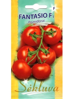Pomidorai 'Fantasio' H