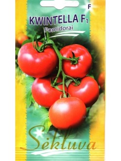 Pomidorai valgomieji 'Kwintella' H