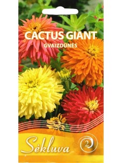 Gvaizdūnės puikiosios 'Cactus Giant'