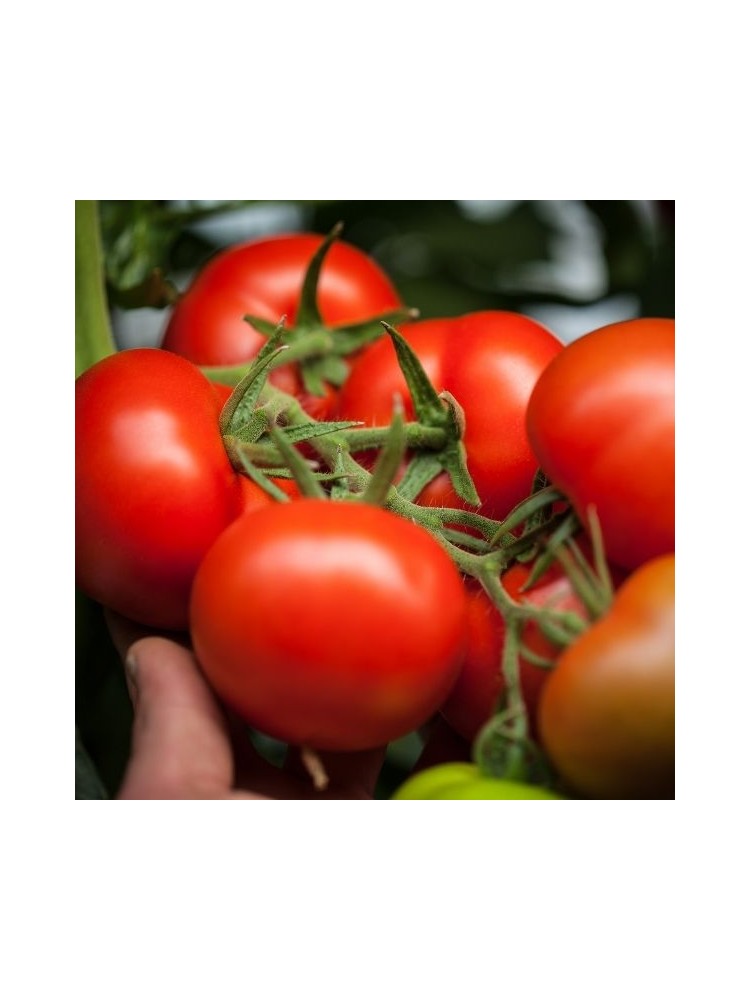 Pomidorai valgomieji 'Raissa' H