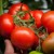 Pomidorai valgomieji 'Raissa' H, 100 sėklų