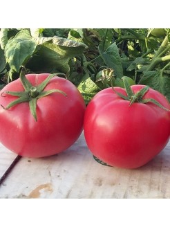 Pomidorai valgomieji 'Hapynet' H