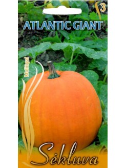 Moliūgai didieji 'Atlantic Giant'