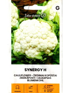 Kopūstai žiediniai 'Synergy' H