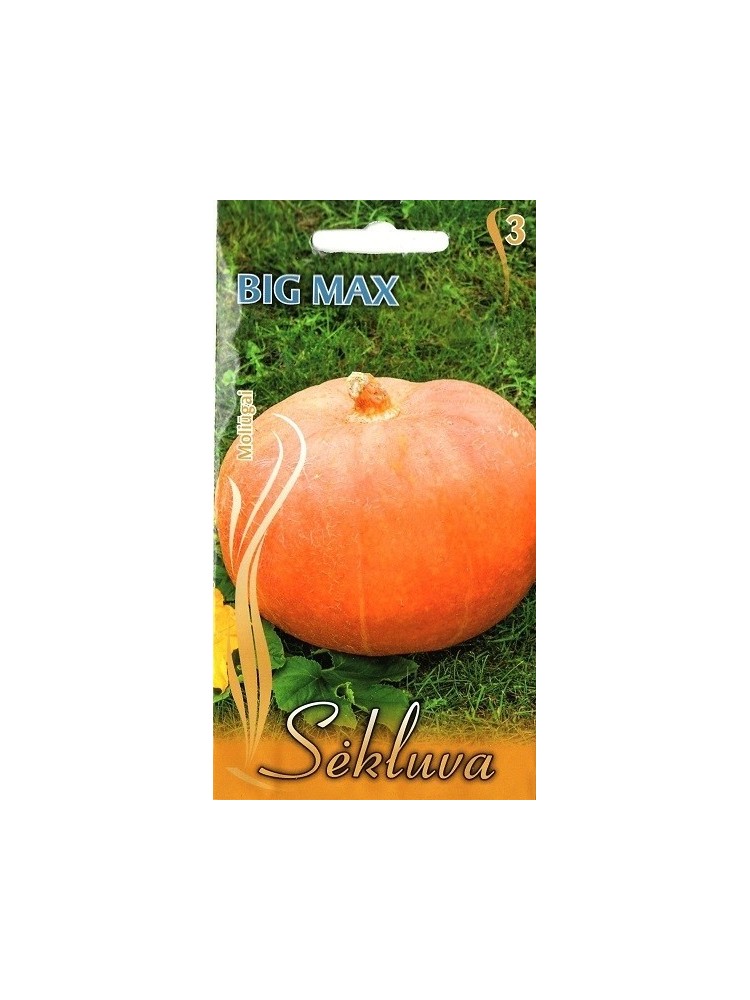 Moliūgai didieji 'Big Max'