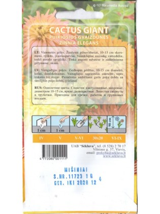 Gvaizdūnės puikiosios 'Cactus Giant'